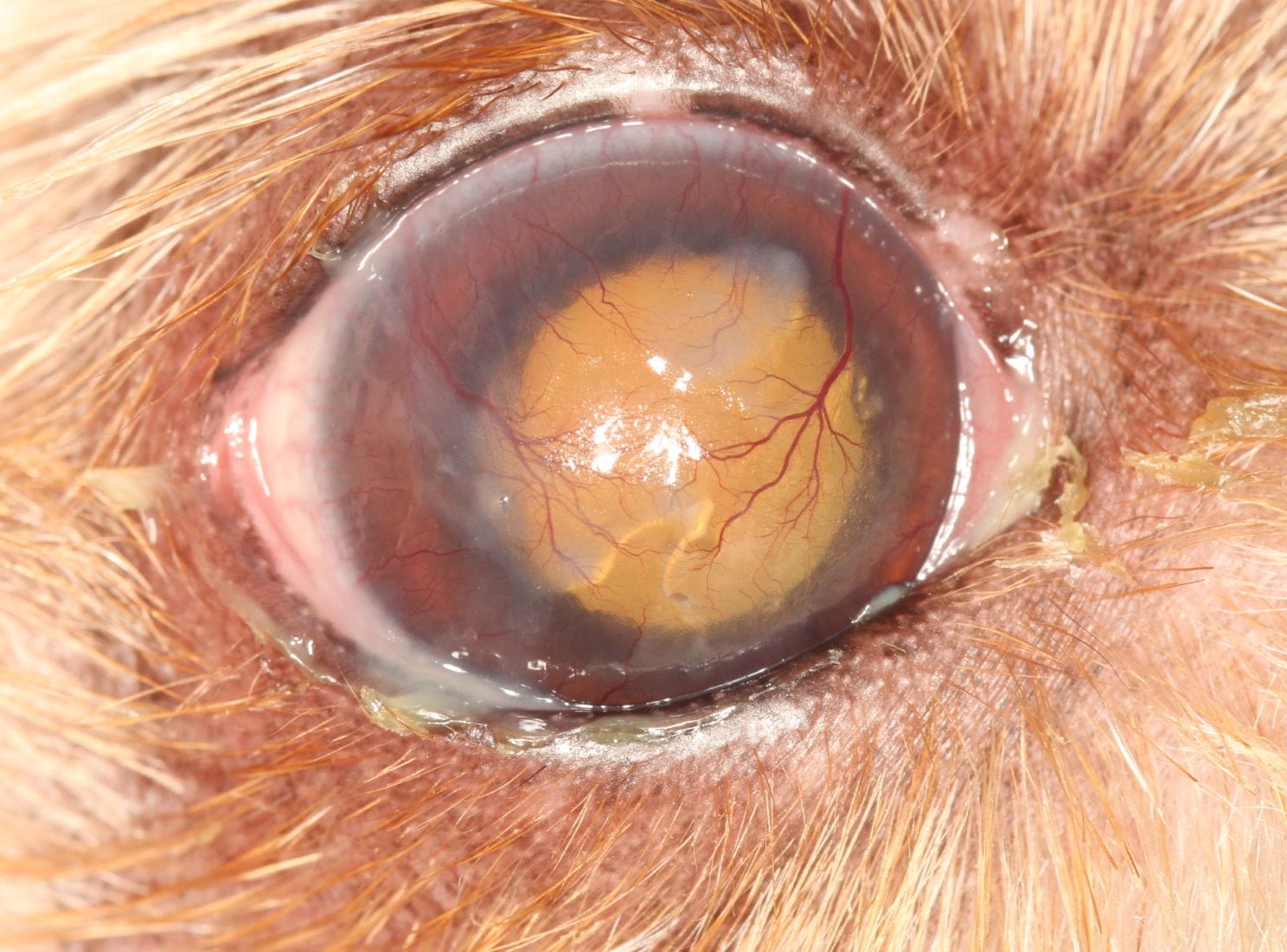 Dry Eye in a dogs eye