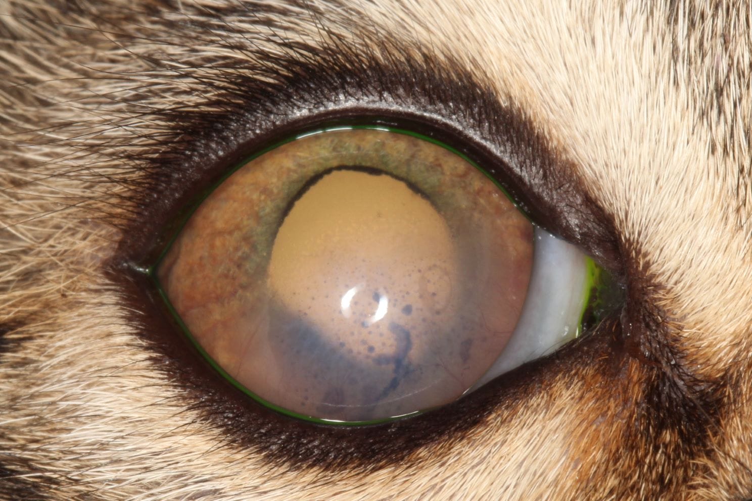 Cherry Eye in a dogs eye